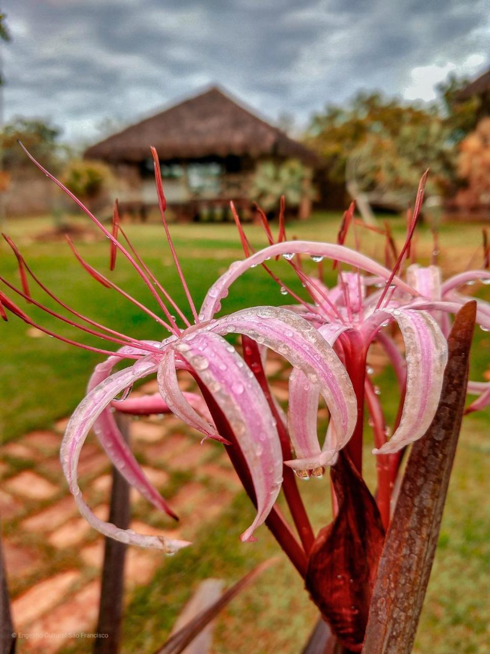 ホテルEngenho Cultural Sao Francisco パルナイーバ エクステリア 写真